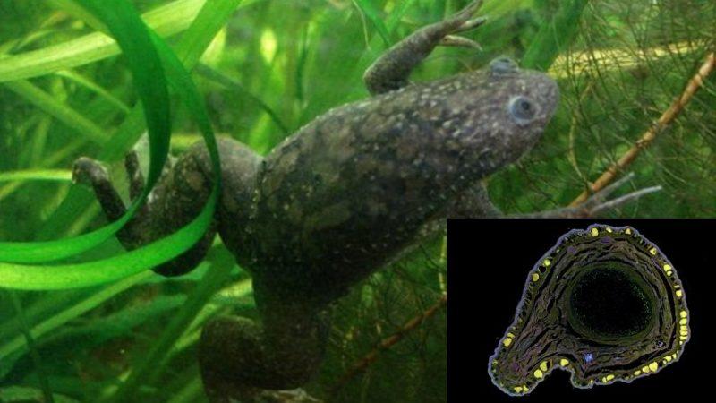 Kurbağaların Eksik Uzuvlarının Yeniden Büyümesini Sağlayan Bir İlaç Geliştirildi: İnsanlar İçin Geliştirilecek Tedavilere Öncülük Edebilir