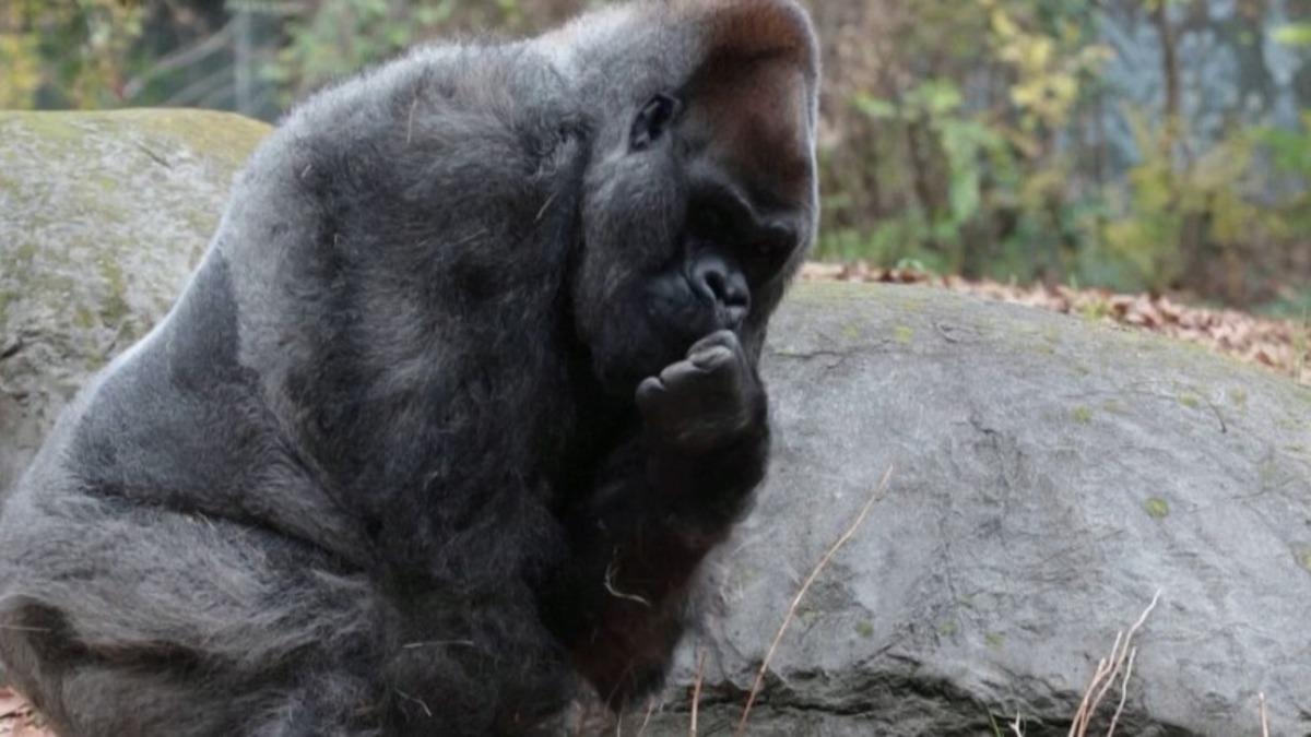 Dünyanın En Yaşlı Erkek Gorili Ozzie, 61 Yaşında Hayatını Kaybetti