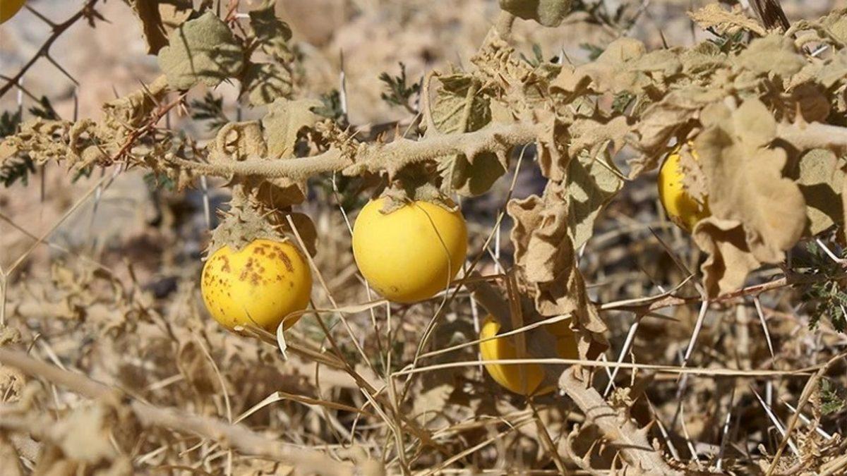 Yapay Seçilim Nedeni ile Yüzyıllar İçinde Evrim Geçiren 6 Sebze ve Meyve