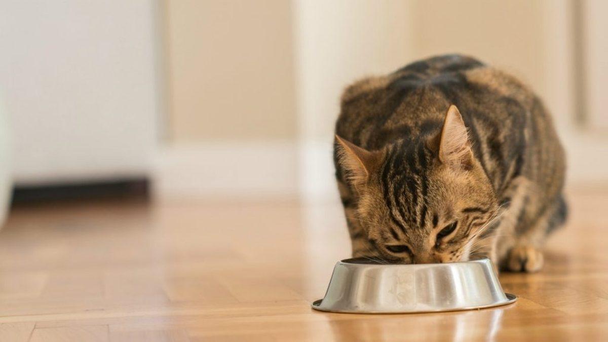 Kedinizin Sağlıklı Yaşaması İçin Mama Haricinde Ona Verebileceğiniz 12 Yiyecek