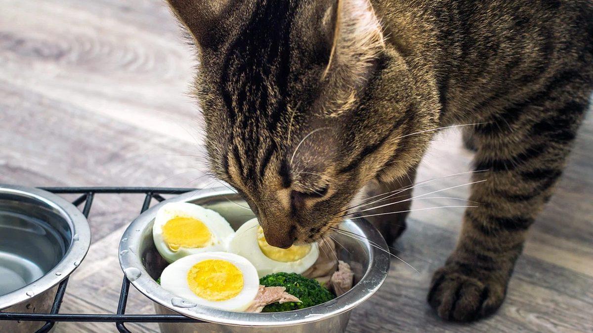 Kedinizin Sağlıklı Yaşaması İçin Mama Haricinde Ona Verebileceğiniz 12 Yiyecek
