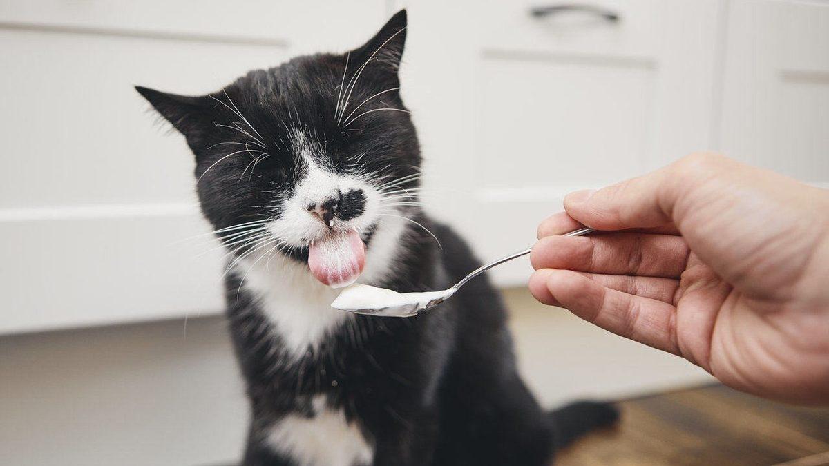 Kedinizin Sağlıklı Yaşaması İçin Mama Haricinde Ona Verebileceğiniz 12 Yiyecek