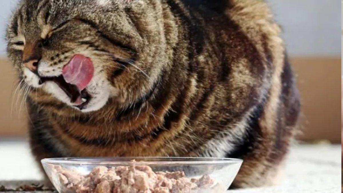 Kedinizin Sağlıklı Yaşaması İçin Mama Haricinde Ona Verebileceğiniz 12 Yiyecek