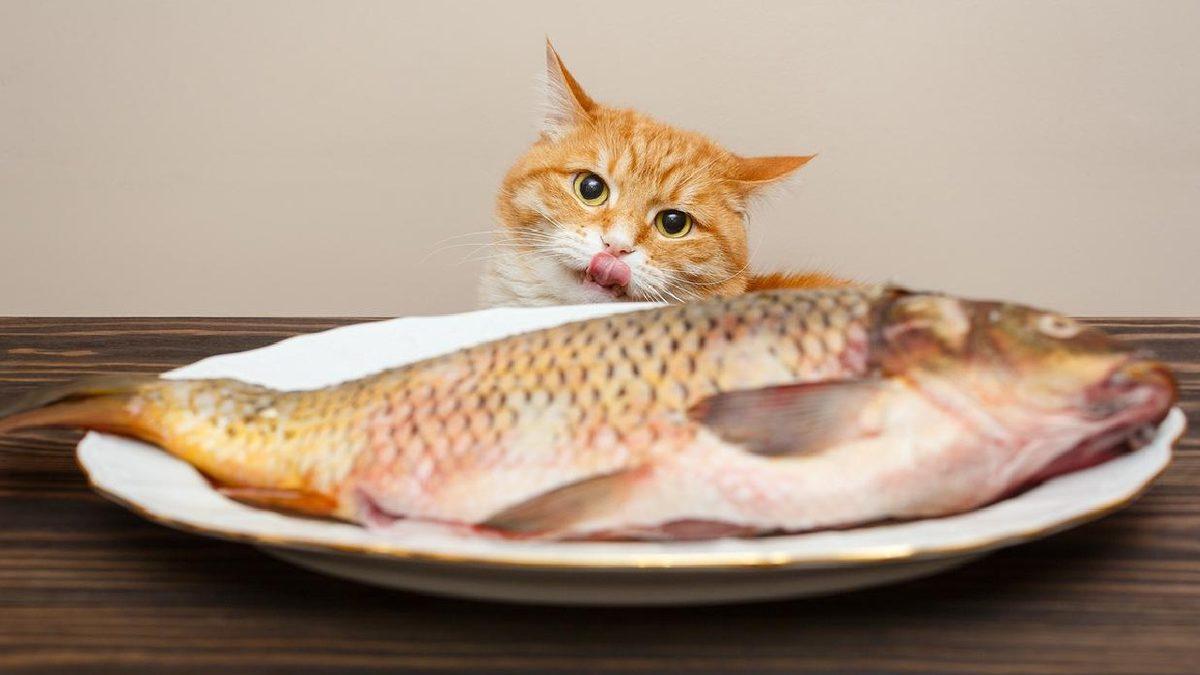 Kedinizin Sağlıklı Yaşaması İçin Mama Haricinde Ona Verebileceğiniz 12 Yiyecek