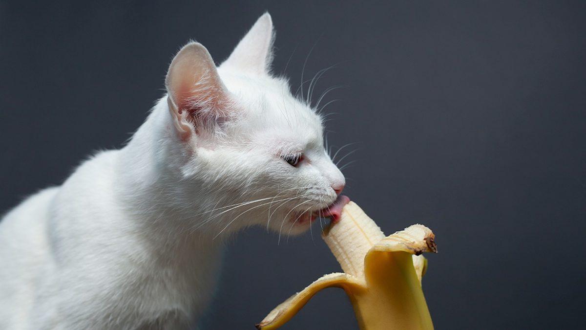 Kedinizin Sağlıklı Yaşaması İçin Mama Haricinde Ona Verebileceğiniz 12 Yiyecek