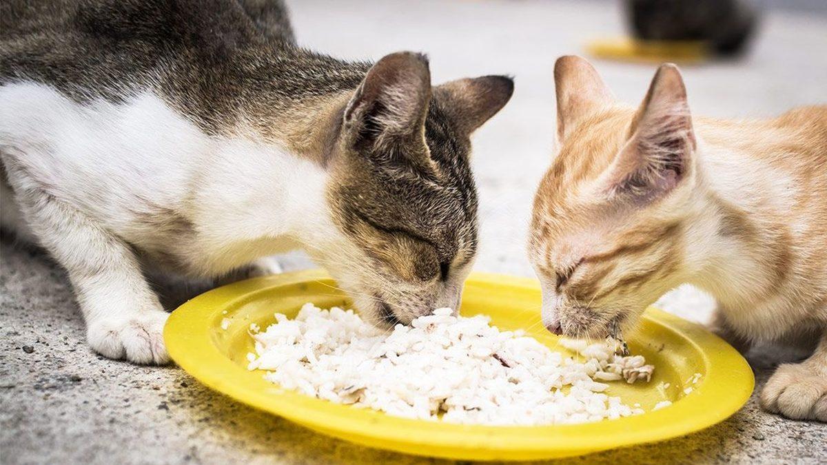 Kedinizin Sağlıklı Yaşaması İçin Mama Haricinde Ona Verebileceğiniz 12 Yiyecek