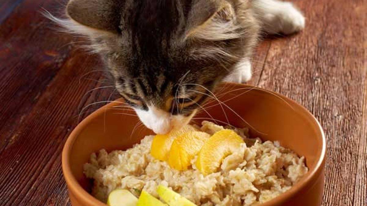 Kedinizin Sağlıklı Yaşaması İçin Mama Haricinde Ona Verebileceğiniz 12 Yiyecek