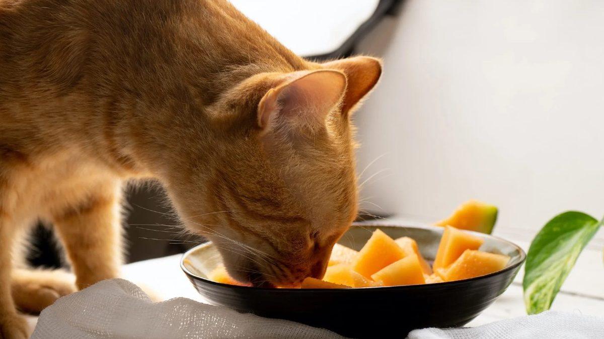 Kedinizin Sağlıklı Yaşaması İçin Mama Haricinde Ona Verebileceğiniz 12 Yiyecek