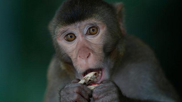Bilim İnsanları, İnsan Genlerini Maymun Beynine Yerleştirdi