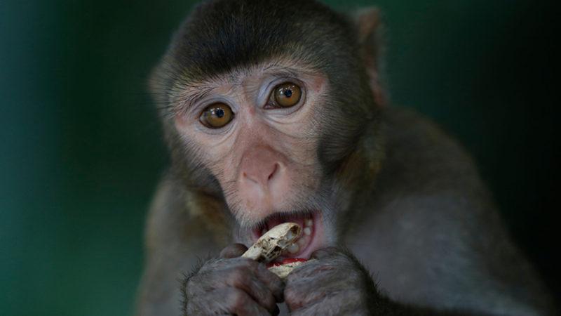 Bilim İnsanları, İnsan Genlerini Maymun Beynine Yerleştirdi