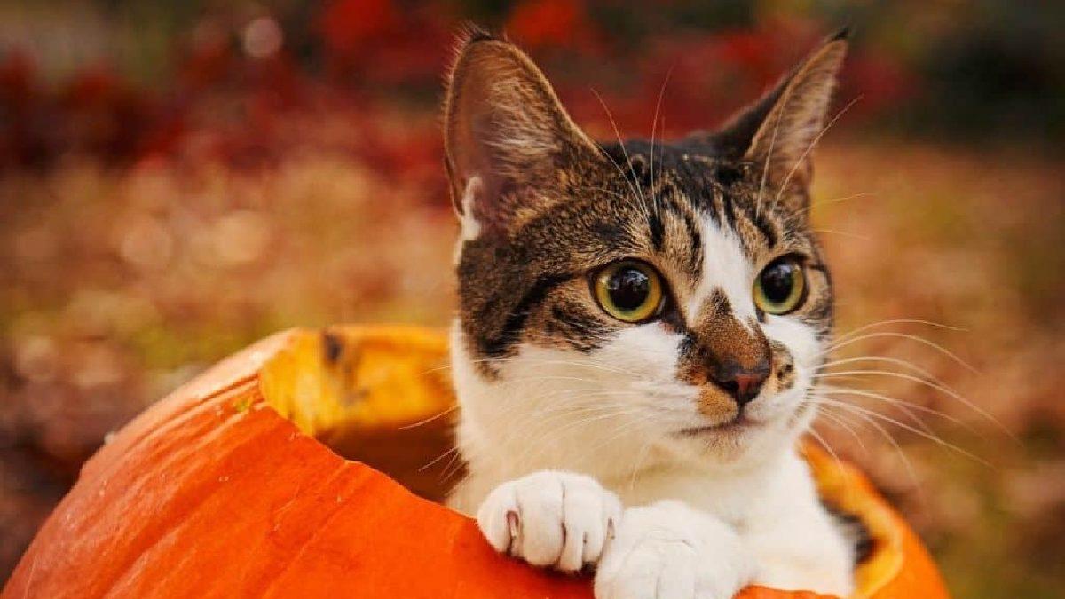 Kedinizin Sağlıklı Yaşaması İçin Mama Haricinde Ona Verebileceğiniz 12 Yiyecek