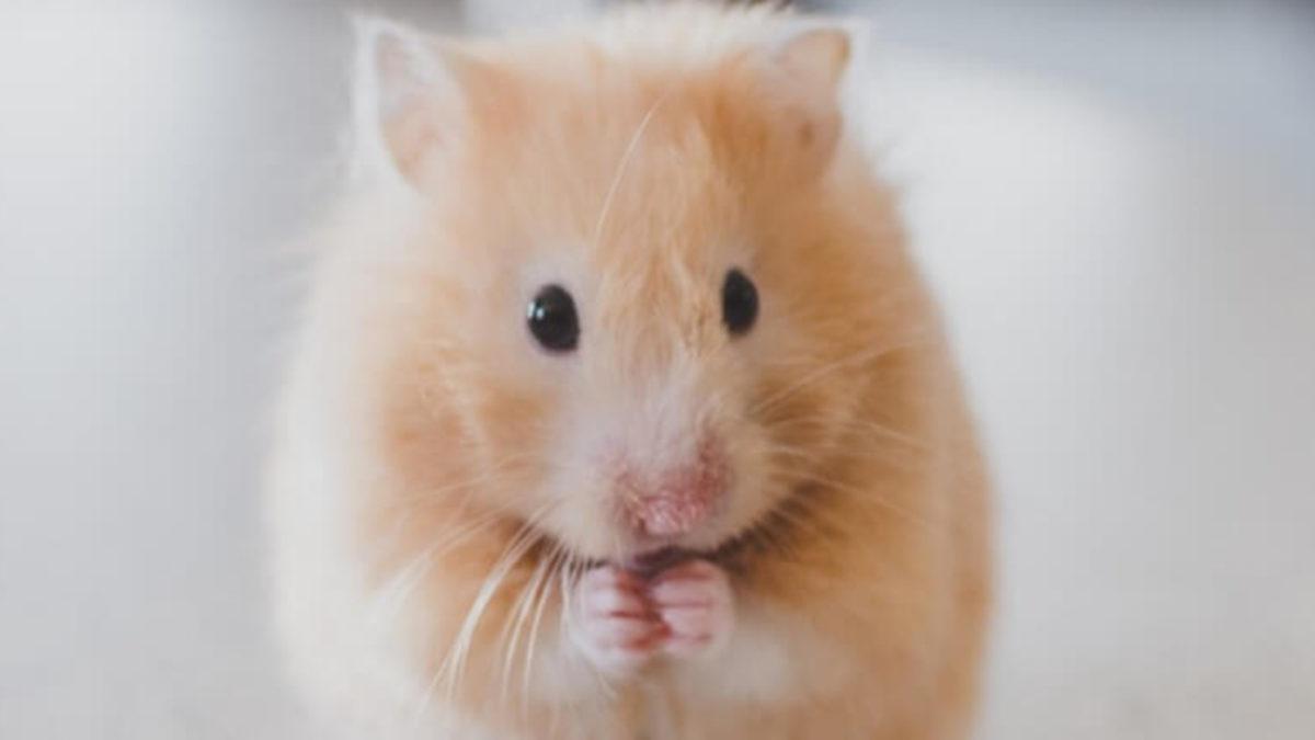 Tek Düşman Yarasalar Değil: Hamsterların İnsanlara COVID-19 Bulaştırabildiği Ortaya Çıktı