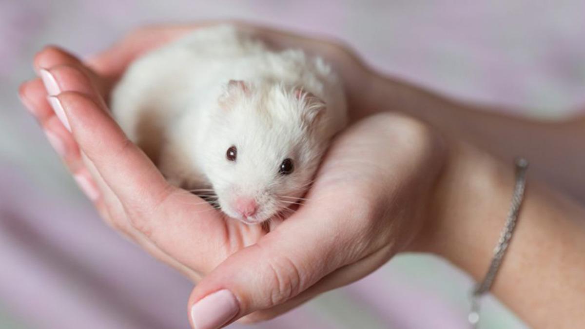 Tek Düşman Yarasalar Değil: Hamsterların İnsanlara COVID-19 Bulaştırabildiği Ortaya Çıktı