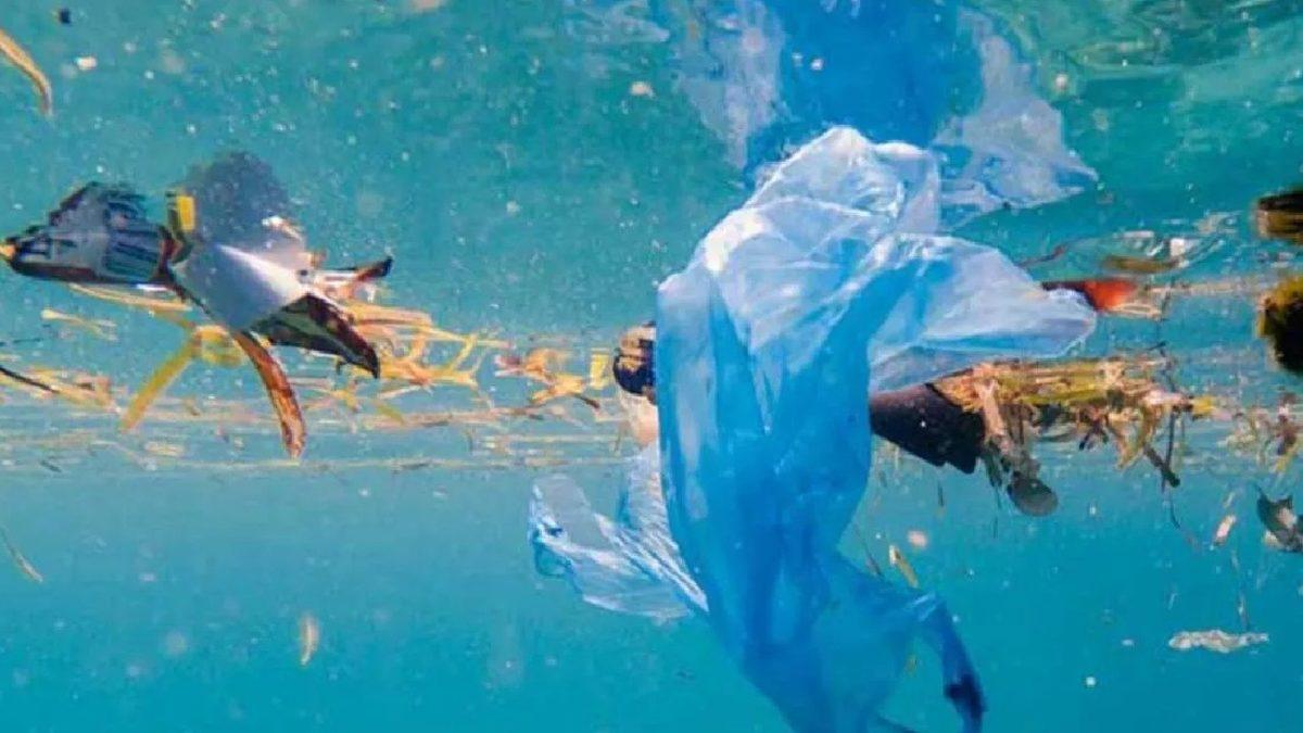 Doğa Kan Ağlıyor: Akdeniz Kıyılarındaki Deniz Kaplumbağalarının Midesinden Plastik Çıkıyor