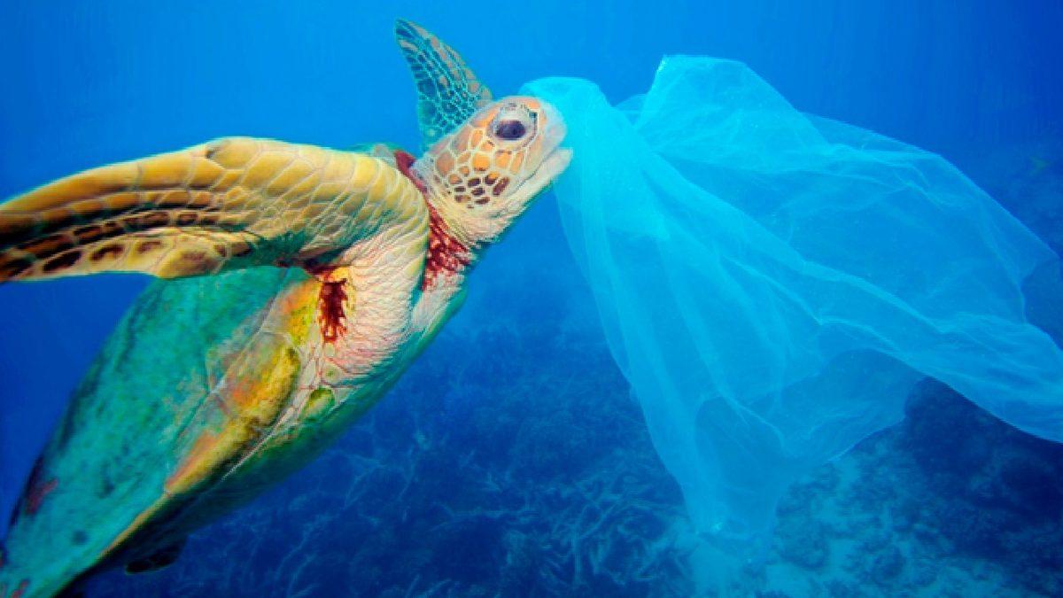 Doğa Kan Ağlıyor: Akdeniz Kıyılarındaki Deniz Kaplumbağalarının Midesinden Plastik Çıkıyor