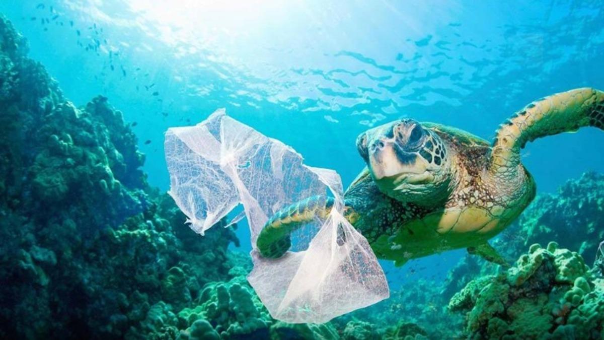 Doğa Kan Ağlıyor: Akdeniz Kıyılarındaki Deniz Kaplumbağalarının Midesinden Plastik Çıkıyor