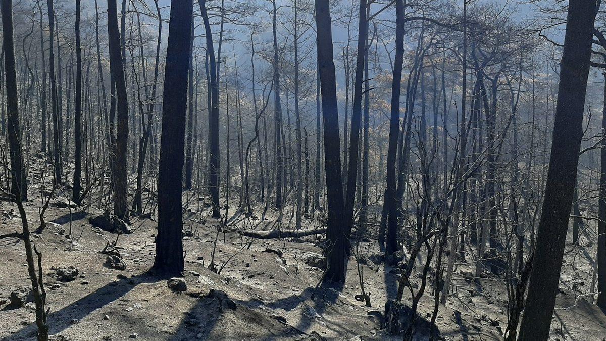 Bilim İnsanları Yangından Sonra Ağaçları Kesmenin Ekosisteme Zarar Verdiğini Açıkladı: Ormanlar Kendini Yenileyebiliyor