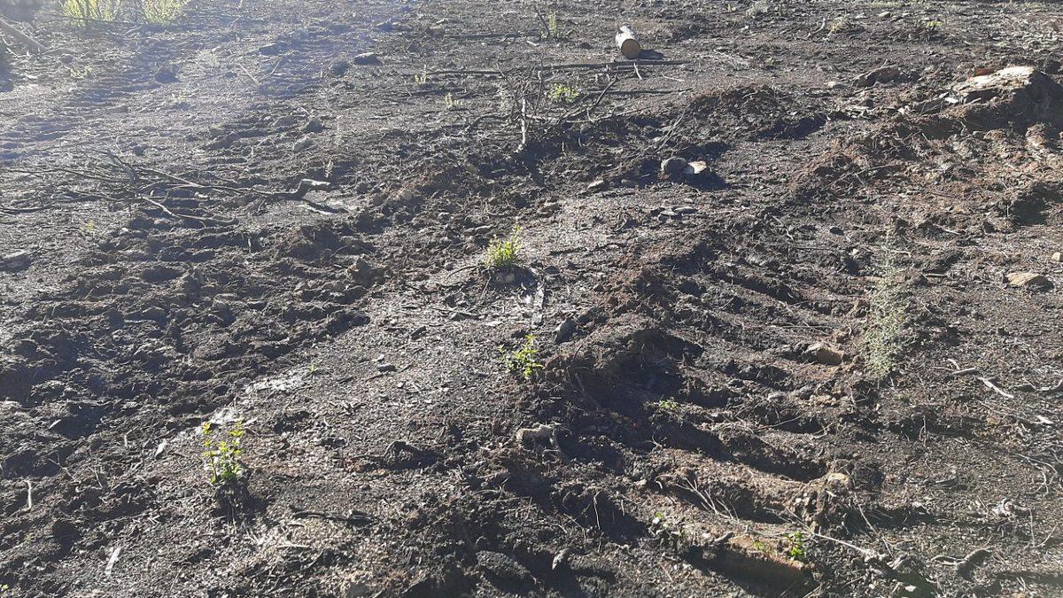 Bilim İnsanları Yangından Sonra Ağaçları Kesmenin Ekosisteme Zarar Verdiğini Açıkladı: Ormanlar Kendini Yenileyebiliyor