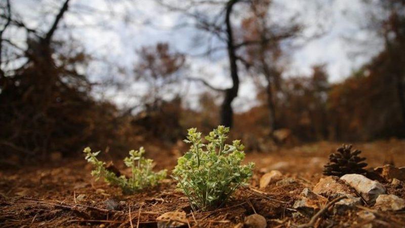 Bilim İnsanları Yangından Sonra Ağaçları Kesmenin Ekosisteme Zarar Verdiğini Açıkladı: Ormanlar Kendini Yenileyebiliyor