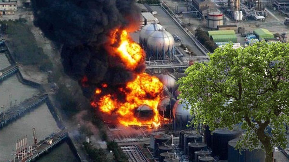 Japonya’da 11 Yıl Önce Yaşanan Nükleer Santral Kazasının İzleri Devam Ediyor: Bitkilerin Büyümesinde Gariplik Var