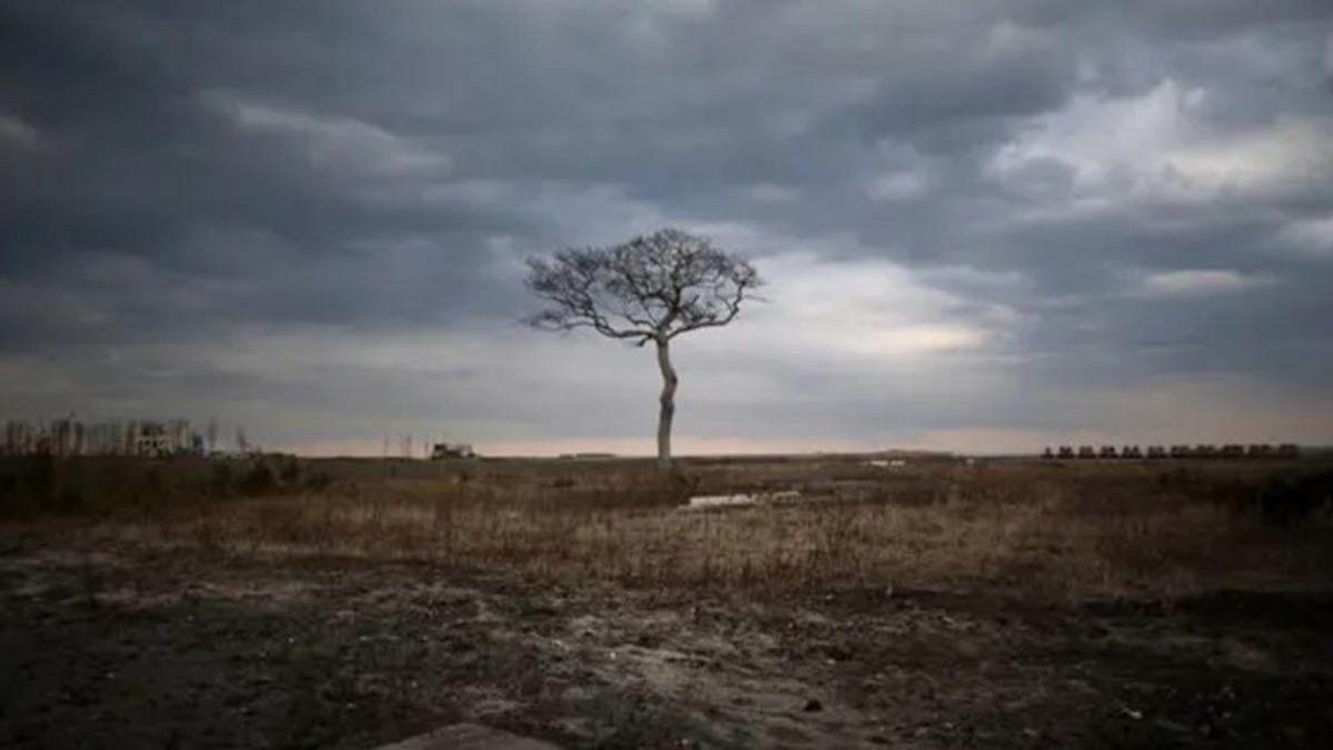 Japonya’da 11 Yıl Önce Yaşanan Nükleer Santral Kazasının İzleri Devam Ediyor: Bitkilerin Büyümesinde Gariplik Var