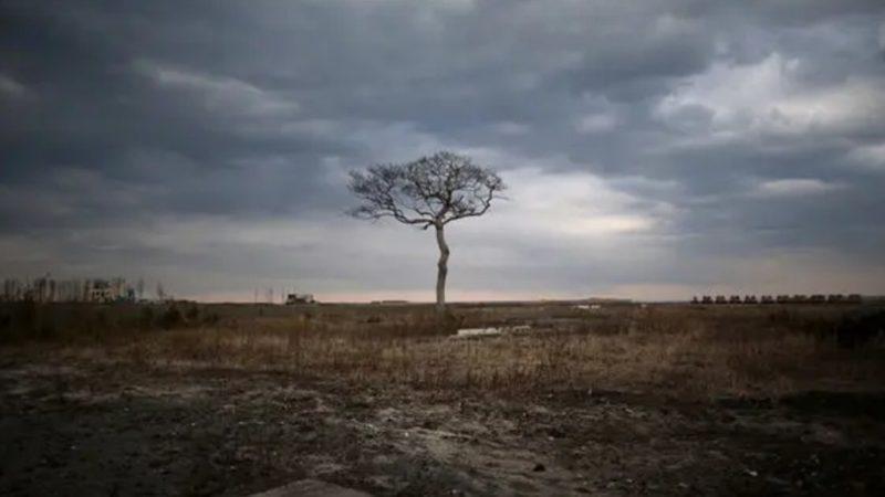 Japonya’da 11 Yıl Önce Yaşanan Nükleer Santral Kazasının İzleri Devam Ediyor: Bitkilerin Büyümesinde Gariplik Var