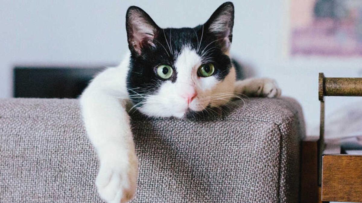 Yine de Uzaylı Oldukları Gerçeğini Değiştirmiyor: Kedilerin Beyinlerinin Evcilleştikten Sonra Küçüldüğü Açıklandı