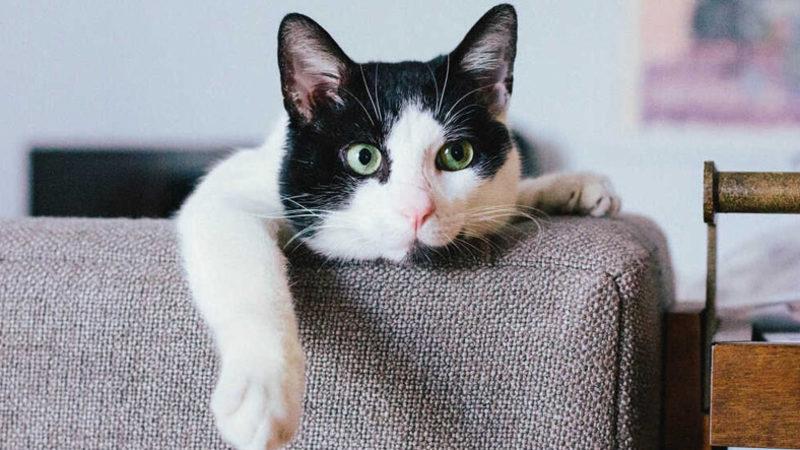 Yine de Uzaylı Oldukları Gerçeğini Değiştirmiyor: Kedilerin Beyinlerinin Evcilleştikten Sonra Küçüldüğü Açıklandı