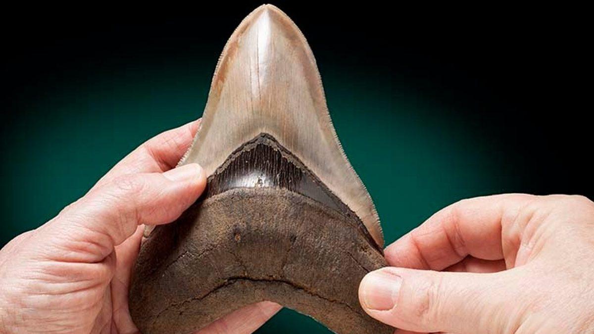 Bir Zamanlar Balinaları Bile Avlayan 40 Tonluk Süper Yırtıcı MEGALADON’un Nesli Nasıl Tükendi?