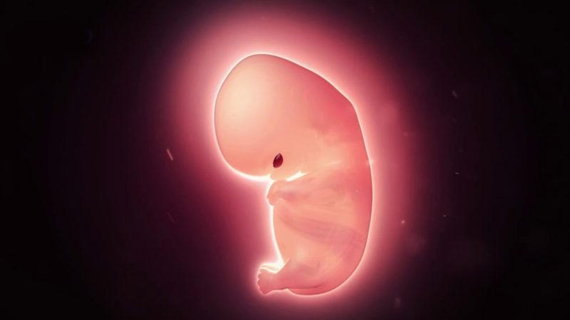 Hamilelik Tarih Oluyor: Bebeklerin Anne Karnı Dışında Büyüyebileceği ’Yapay Rahim’ Geliştirildi