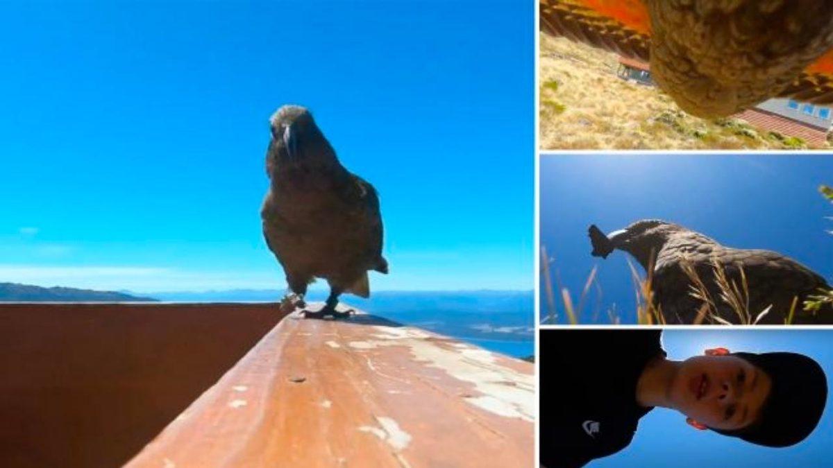 Yeni Zelanda’da Bir Papağan, Bir Ailenin Kamerasını Çaldı: Ortaya Muhteşem Görüntüler Çıktı (Video)