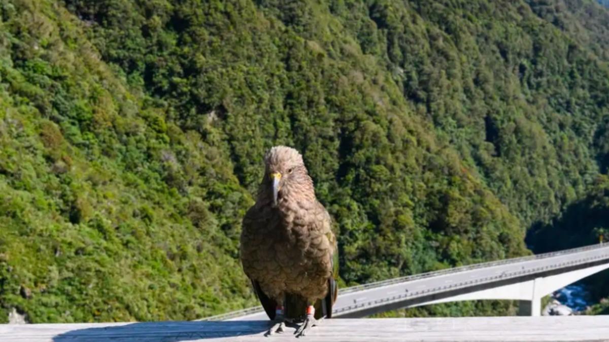Yeni Zelanda’da Bir Papağan, Bir Ailenin Kamerasını Çaldı: Ortaya Muhteşem Görüntüler Çıktı (Video)
