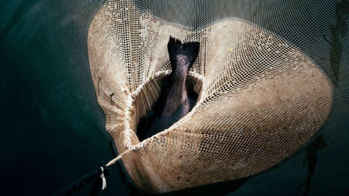 Araştırmacılar, Bitki ve Hayvanların İnsanlar Yüzünden Evrim Geçirerek ’Küçüldüğünü’ Açıkladı