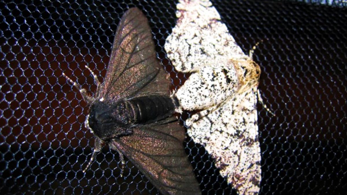 Araştırmacılar, Bitki ve Hayvanların İnsanlar Yüzünden Evrim Geçirerek ’Küçüldüğünü’ Açıkladı