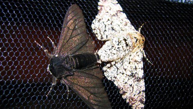 Araştırmacılar, Bitki ve Hayvanların İnsanlar Yüzünden Evrim Geçirerek ’Küçüldüğünü’ Açıkladı