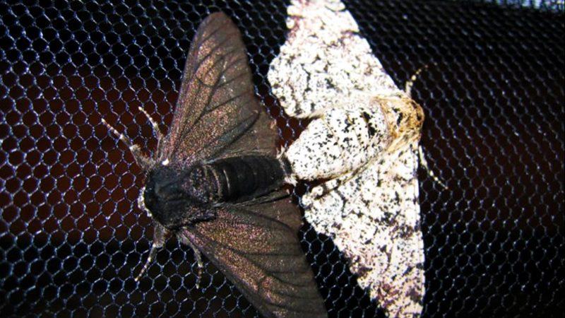 Araştırmacılar, Bitki ve Hayvanların İnsanlar Yüzünden Evrim Geçirerek ’Küçüldüğünü’ Açıkladı