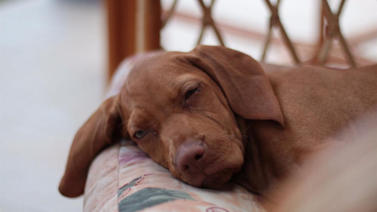 Köpekler ve İnsanların Uyku Alışkanlarının Benzediği Ortaya Çıktı