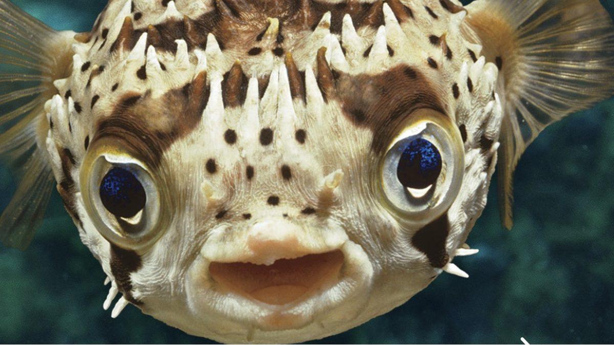 Balıkların da Hepimiz Gibi ’Sık Sık Konuştuğu’ Keşfedildi: Sesleri Kaydedildi [Video]