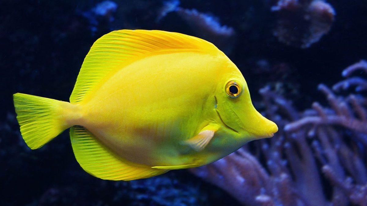 Balıkların da Hepimiz Gibi ’Sık Sık Konuştuğu’ Keşfedildi: Sesleri Kaydedildi [Video]