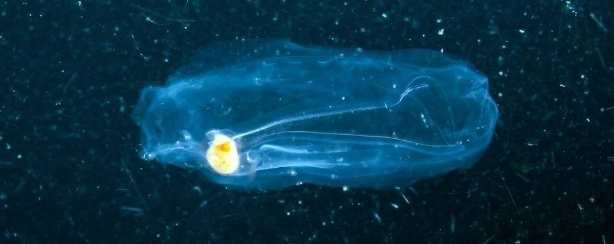 Okyanus Tabanında Şimdiye Kadar Bilinmeyen Canlılardan Oluşan Bir ’Dünya’ Olduğu Keşfedildi