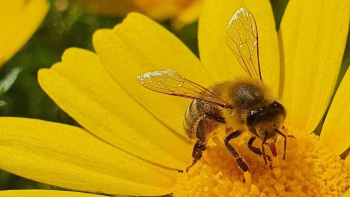 Türkiye’nin Ne Kadar Önemli Bir Aktör Olduğunu Gösteren ’Dünya Arı Haritası’ Çıkarıldı