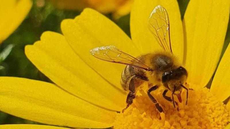 Türkiye’nin Ne Kadar Önemli Bir Aktör Olduğunu Gösteren ’Dünya Arı Haritası’ Çıkarıldı