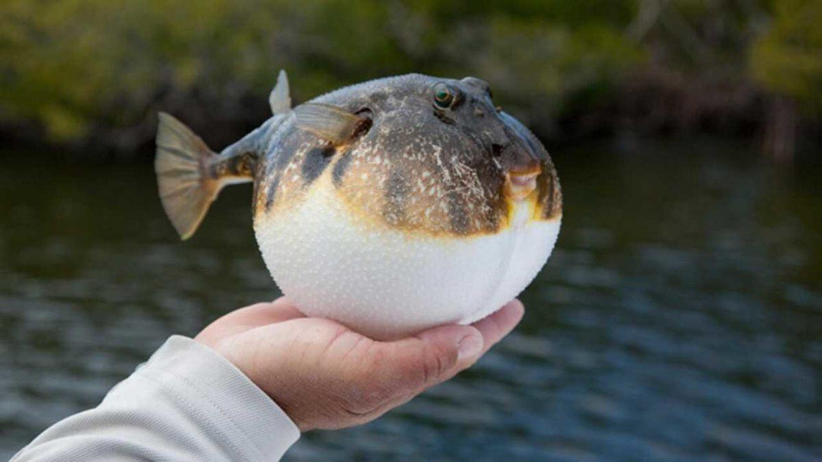 Balon Balığı Avlayana Para Ödülü Kazandıracak Teşvik, Resmi Gazete’de Yayınlandı