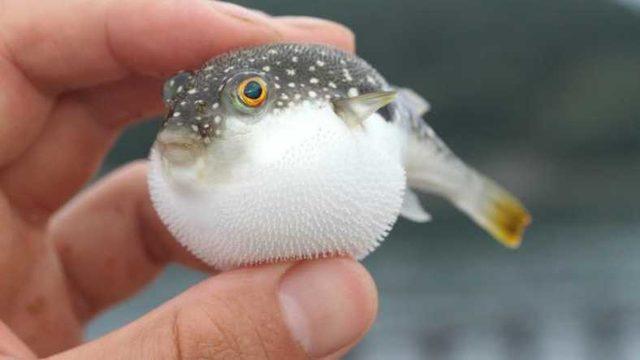 Balon Balığı Avlayana Para Ödülü Kazandıracak Teşvik, Resmi Gazete’de Yayınlandı