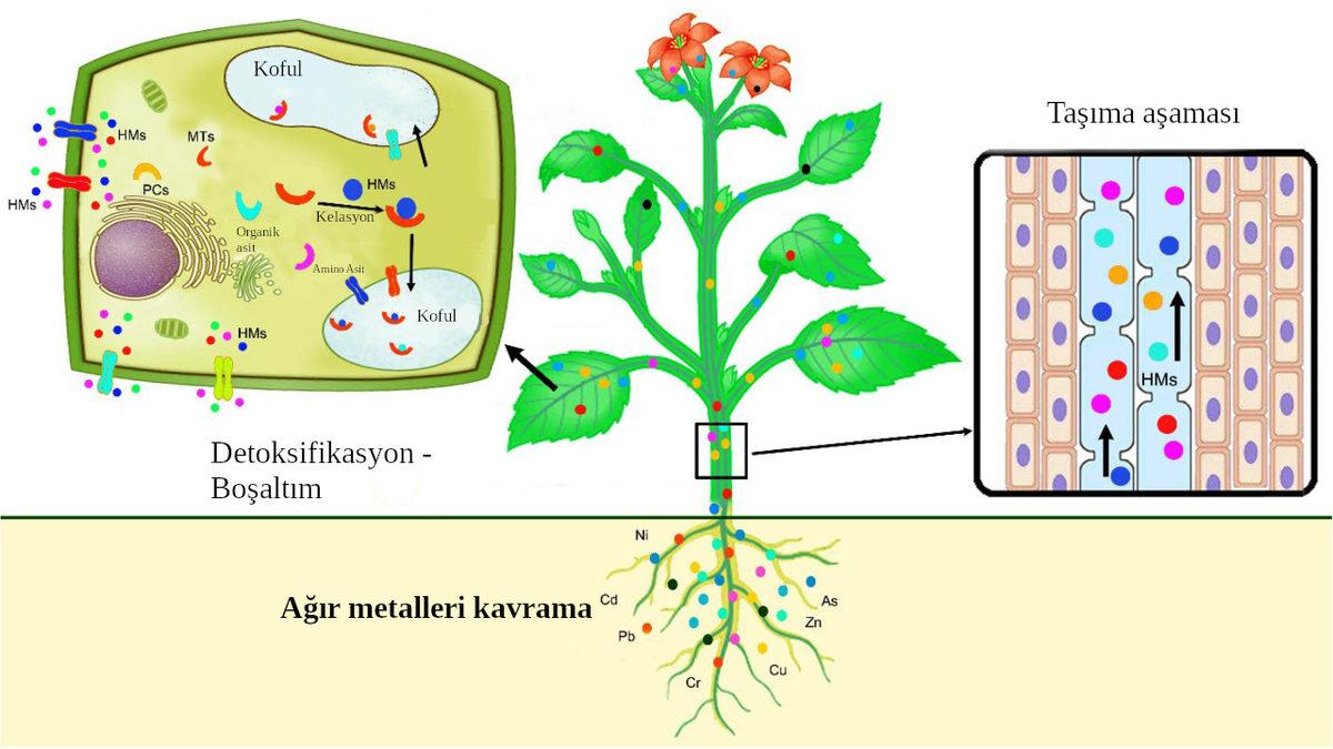 Çernobil’deki Radyoaktif Maddeleri Bile Yok Edip Çevreyi Hayata Döndüren Islah Yöntemi: Fitoremediasyon