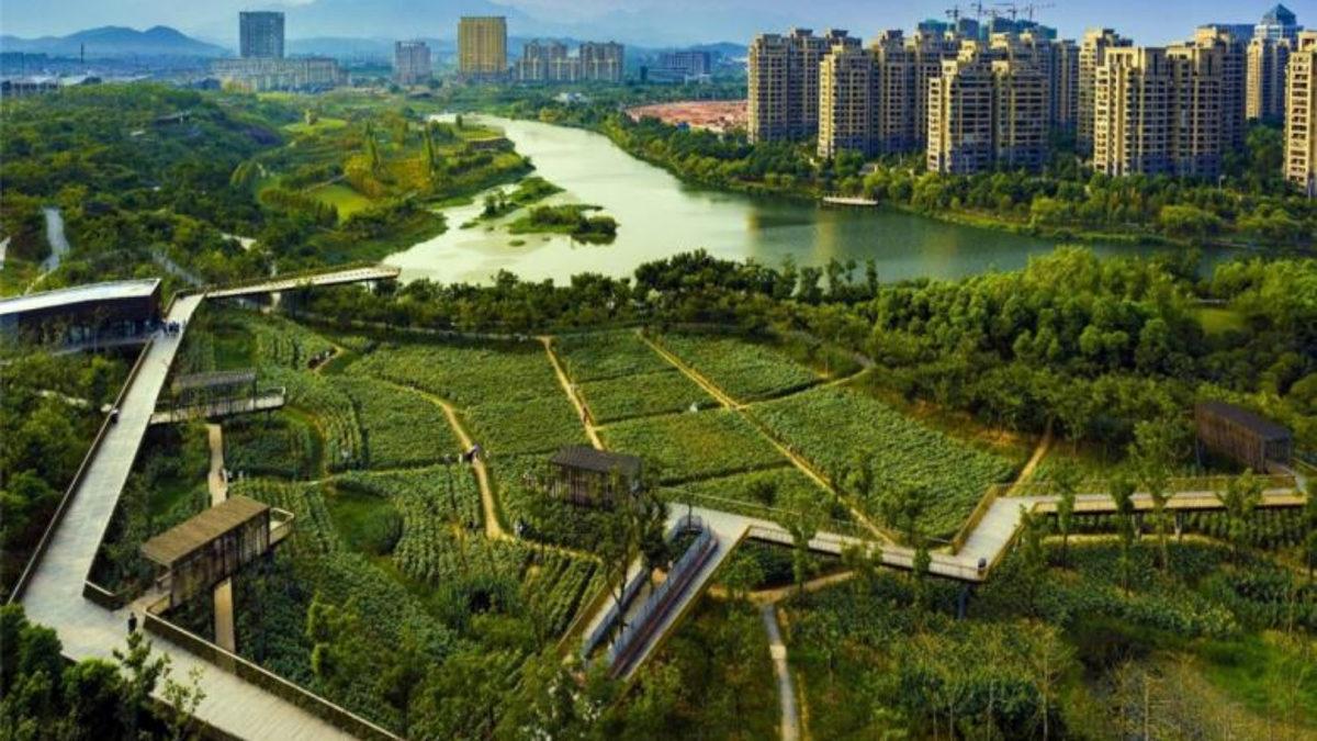 Çernobil’deki Radyoaktif Maddeleri Bile Yok Edip Çevreyi Hayata Döndüren Islah Yöntemi: Fitoremediasyon