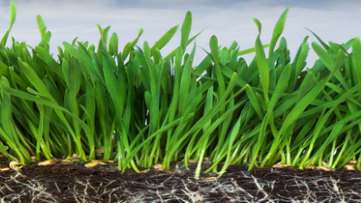 Çernobil’deki Radyoaktif Maddeleri Bile Yok Edip Çevreyi Hayata Döndüren Islah Yöntemi: Fitoremediasyon