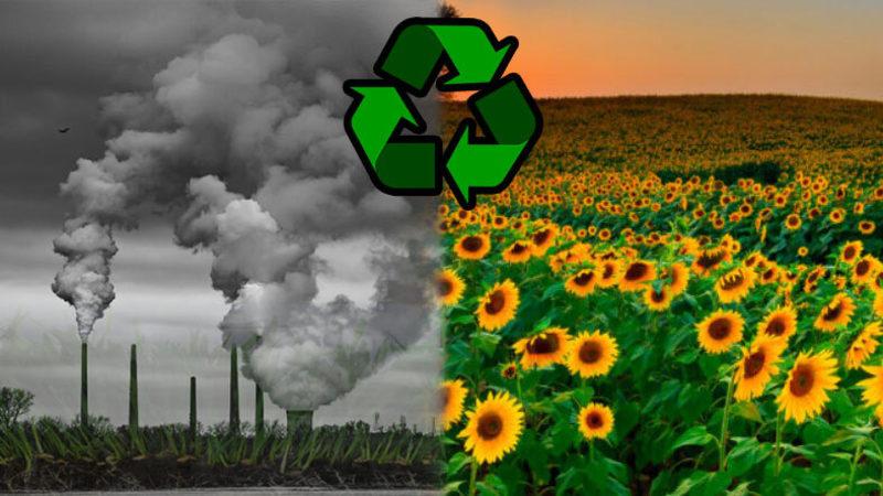 Çernobil’deki Radyoaktif Maddeleri Bile Yok Edip Çevreyi Hayata Döndüren Islah Yöntemi: Fitoremediasyon