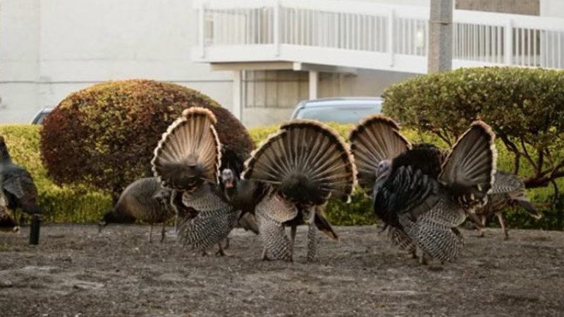 NASA’nın Silikon Vadisi’ndeki Tesisinde Kaos Çıktı: Sebebi Hindiler
