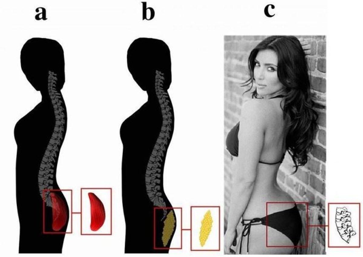Bel Kıvrımı Açısı 45 Derece Olan Kadınların Erkeklere Daha Çekici Gelmesinin Evrimsel Sebebi